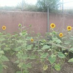 Our Garden
Sunflowers
